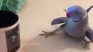 Gambar berharga tentang penjinakan burung beo patung pasir oleh manusia purba