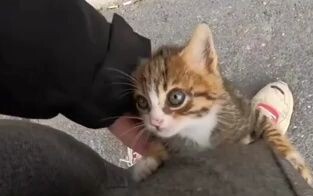 The little stray cat really wants to survive the cold winter.