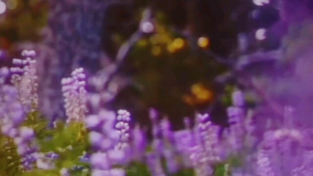 VIDIO ESTETIK PERKAMPUNGAN