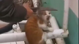 Mèo: Cứu! Có người muốn giết mèo!!!