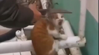 Kucing: Tolong! Ada yang mau membunuhku!