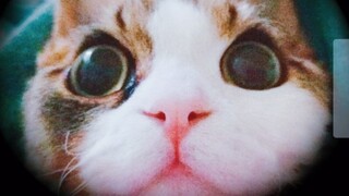 أي قطة لا تملك مهارة فريدة؟ لا أقول شيئًا بعد الآن! فقط أعرضها وانتهى الأمر... إذا لم تضحك، فأنا الخ