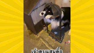 สัตว์เลี้ยงเพื่อนขนปุย : เจ้าตูบแสนดื้อ