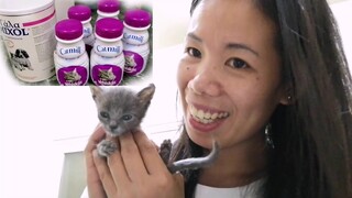 What Milk To Use For Newly Born Kitten To Avoid Diarrhea