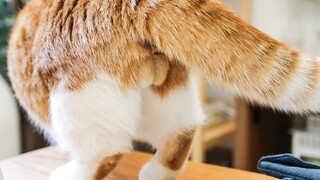 The little male cat howled every night in heat, and his owner couldn't bear it anymore and wanted to