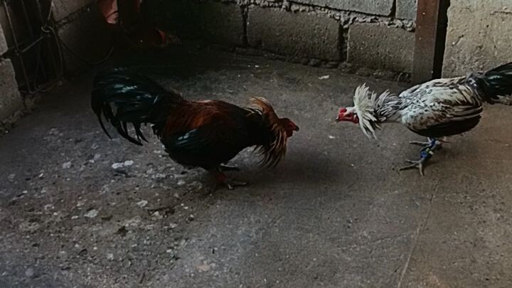 kanawayon hatch 7mothns solidbase. vs 4xwinner black imao