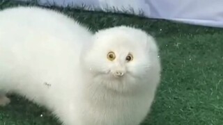 “动物智慧长相大赏”