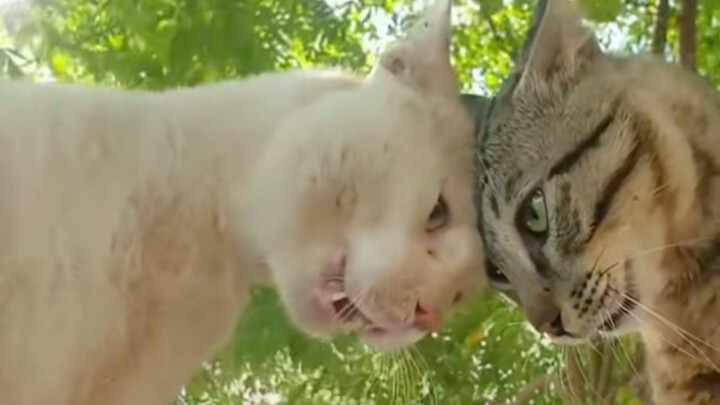 【Kimmy TV】Ganti Selera