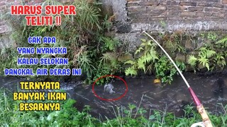 GAK NYANGKA..!! Selokan Dangkal Air Deras Teryata BANYAK IKAN BESARNYA!!