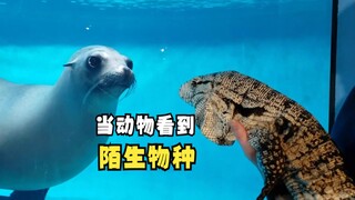 动物们遇到陌生物种时的反应！