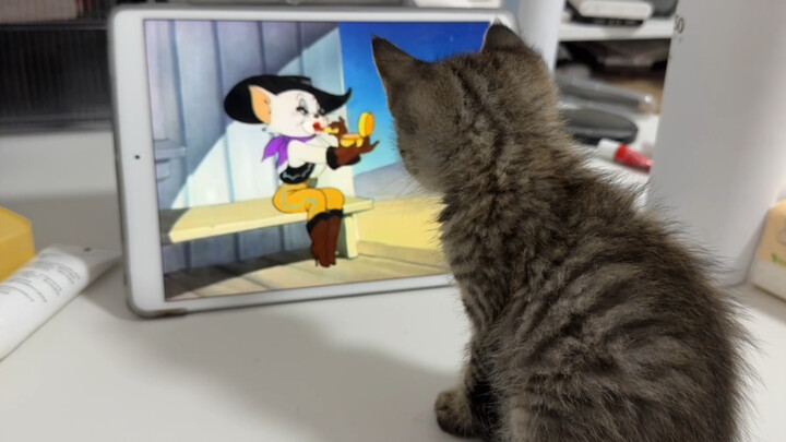 Cho mèo con xem Tom và Jerry