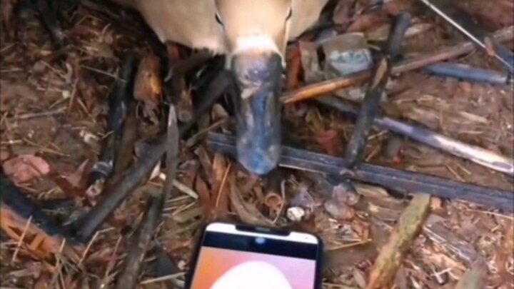 🦆: ทำไมไข่วันนี้มีเหลี่ยมมีมุมแบบนี้นะ?