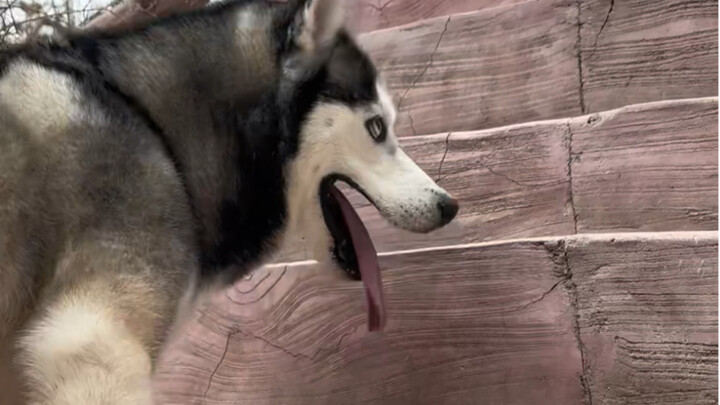 Anjing husky suka merusak rumah? Ajak dia mendaki gunung, langsung bikin dia meragukan tujuan hidupn