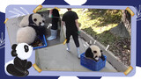 Wait a Second! Panda Getting a lift