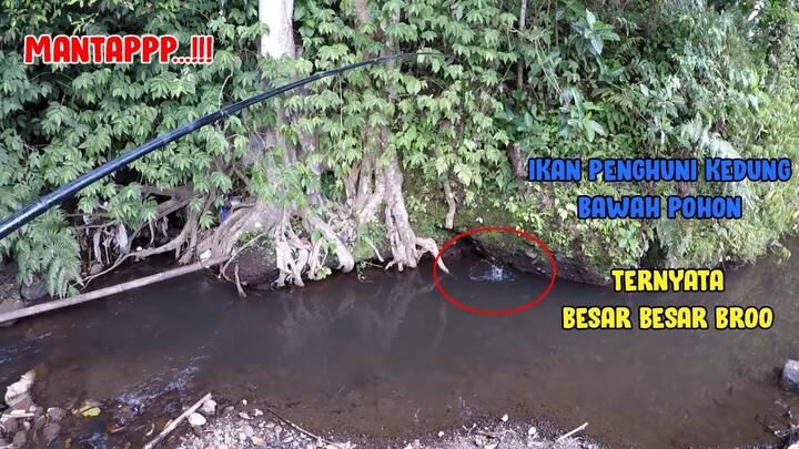 Menaklukan Ikan Penghuni Kedung Bawah Pohon || TERNYATA BESAR BESAR BROO!!