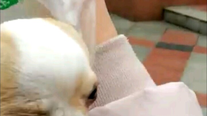 “Kantong Anjing”