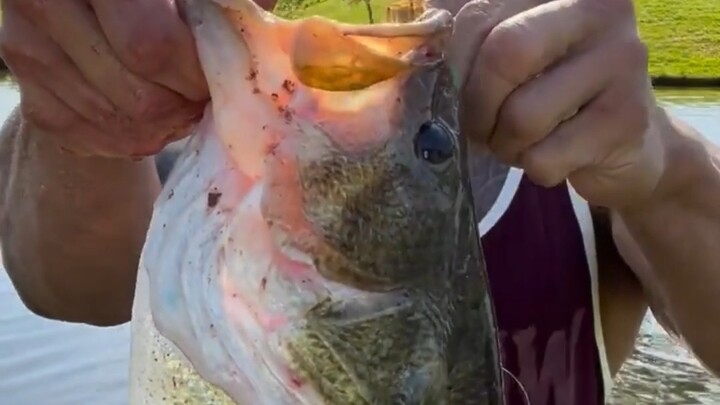 Early fishing is one of my favorite morning activities. I’ve raised all kinds of fish in the pond—va