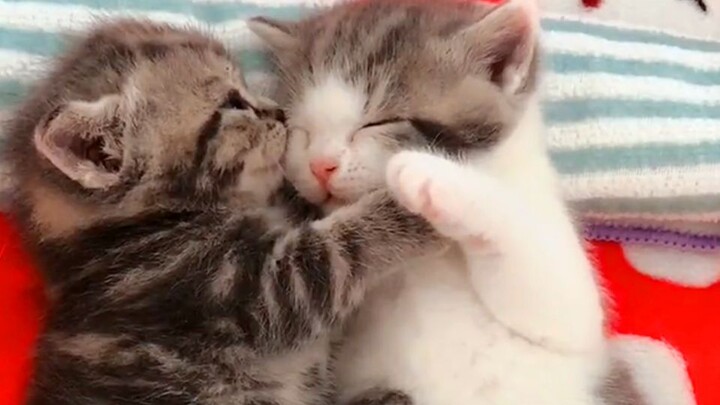 Mèo tinh nghịch siêu đáng yêu: Hai bé mèo ngốc nghếch quấn lấy nhau, quá là dễ thương!