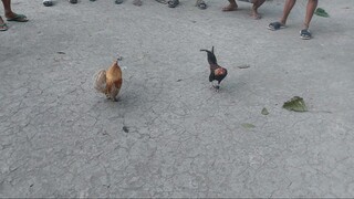 Win (Running game)