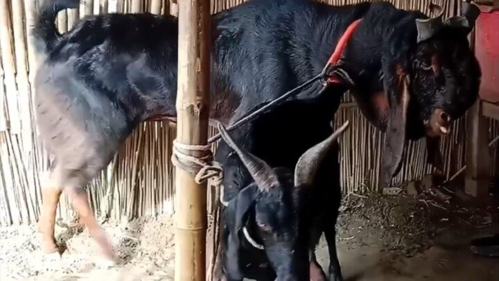 A Closer Look at These Beautiful Goats 🐐 goat World