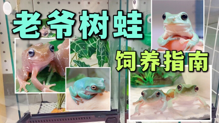How do you care for a Lord Tree Frog? It’s absolutely adorable! Now this is the kind of thing a real