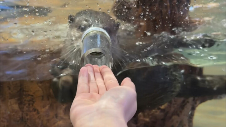 How hypocritical is this little otter!