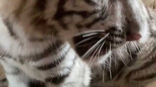 姨姨来啦！尝一口