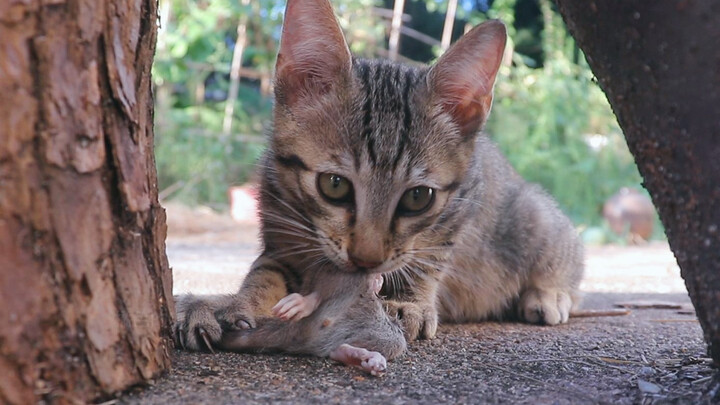 抓老鼠，还得是狸花猫