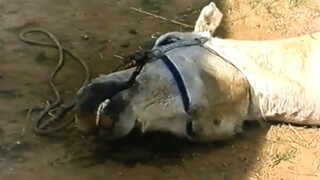 男子在街头买马，竟花500两黄金买回一堆尸骨