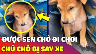 Được Sen rủ đi chơi, chú Chó gặp ngay 'CÚ SỐC' đầu đời khi bị 'SAY XE' 😅 Gâu Đần