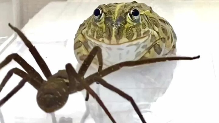 [สัตว์โลกน่ารัก] แมงมุมโดนเจ้ากบยักษ์กินทีละส่วน