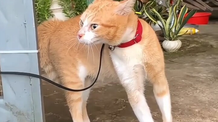 Mở miệng ra là damn!