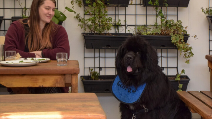 I thought it was a doll, but it turned out to be a dog! This is the first time I’ve ever seen one th