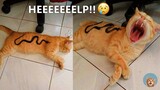Aww😂😂 Cats Cute Reaction- Super Pets Videos #2| MEOW