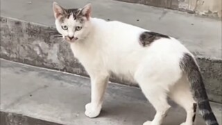 Kucing: "Sang Biao, mengapa wanita itu memanggilmu Mimi?"