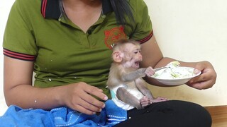 Woohoo! Baby monkey Maki so amusing! Mom loud laugh seeing Maki use spoon to eat cake himself