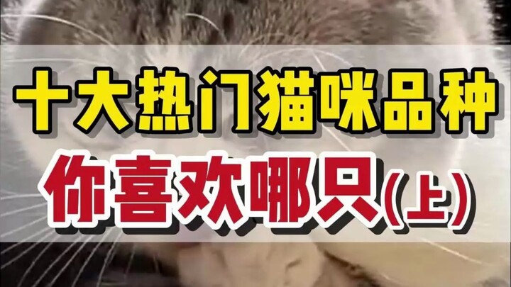 Sepuluh Jenis Kucing Populer (Bagian 1), Coba Lihat Kucing Favorit Kamu yang Mana?