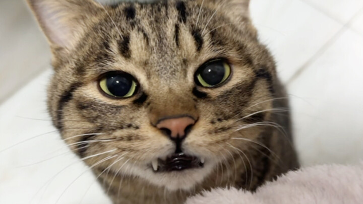 The little cat loves to play the helpless one, pretending every day that it can’t climb the stairs a