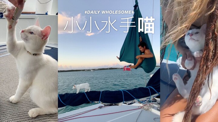The Little Sailor Cat's Life on Board