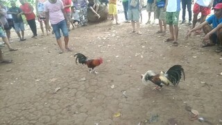 talisay first fight