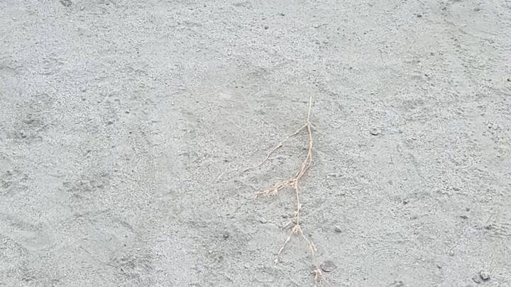 native lang baon 2nd fight patay din