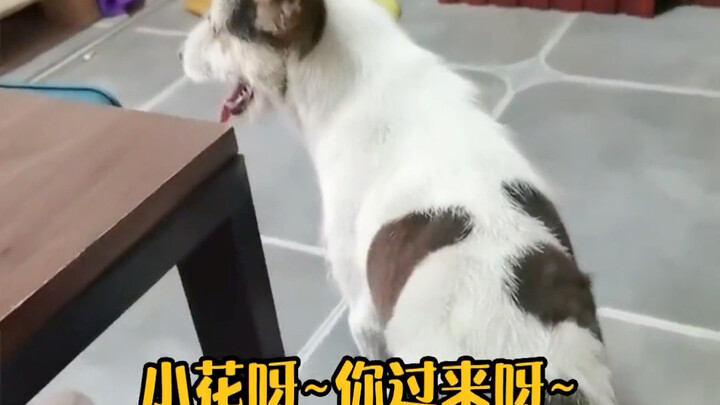 I’m seriously afraid Xiaohua is about to say, “Meow~”