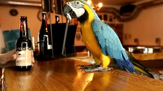 Funny parrot opens beer bottles and playing