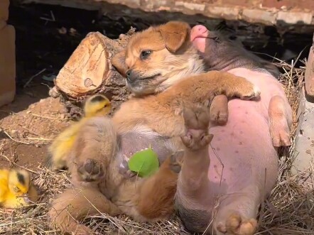 Teman babi dan anjing baru, hahaha!