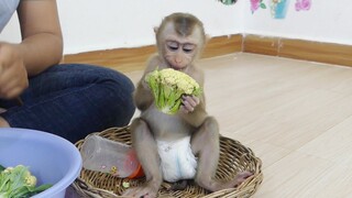 Baby Monkey Maku Very Like To Eat Fresh Vegetable | Healthy Vegetable