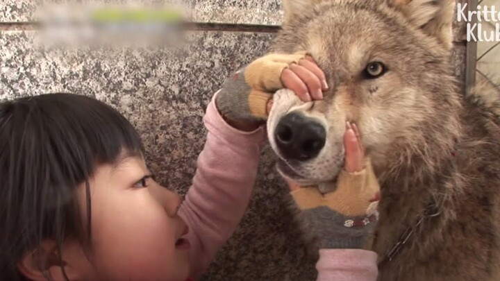 Cô bé kiểm tra răng của con sói. Sói: Bạn có lịch sự không?