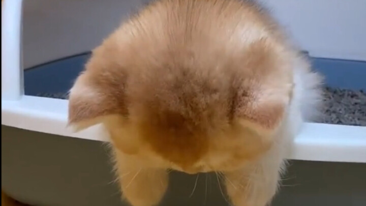 Hahaha, even going to the bathroom makes this cat fall asleep!