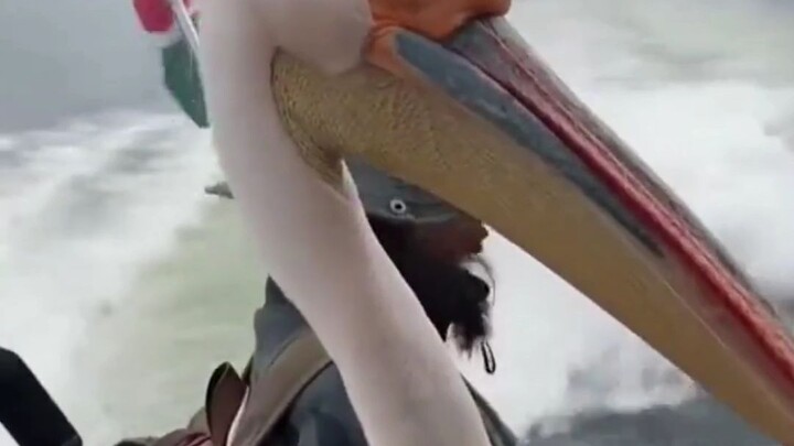 واحد ما بده يطير، والثاني ما بده يسبح… حقًا متكاسل لدرجة الملل! هل هذي هي التعايش المتناغم بين الإنس