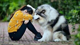 😍 Cute Cats and Funny Dogs Videos Compilation 2018 😍 #27