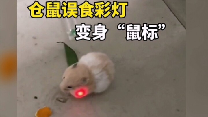 So healing and adorable: “Hamster Mistakes Fairy Lights for Food, Turns into a Mouse”